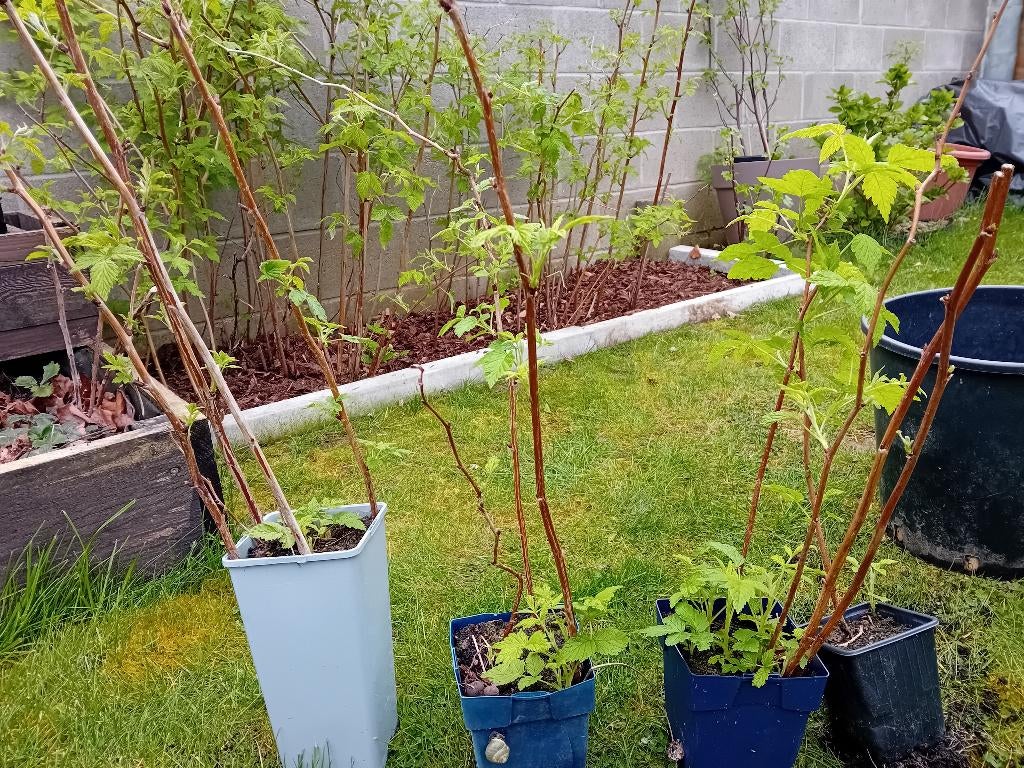 Framboisiers 'remontants', Jardin & Terrasse, Enlèvement, En pot