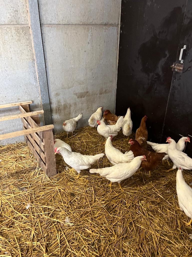 witte leghorn, Vrouwelijk, Kip