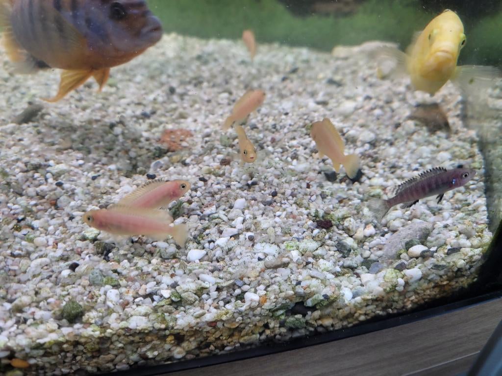 Mooie en gezonde jongen Malawi cichliden, Dieren en Toebehoren