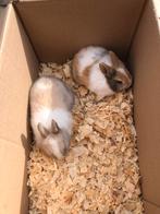 Dwergkonijntjes te koop, Dieren en Toebehoren, Meerdere dieren, Klein, 0 tot 2 jaar