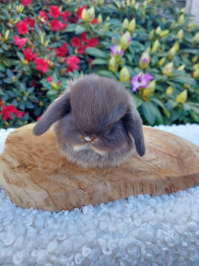 Minilop rammetje, Animaux & Accessoires, Lapins, Nain, Mâle, 0 à 2 ans, Oreilles tombantes