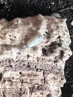 Ispods Granulatum Magic Potion, Autres espèces