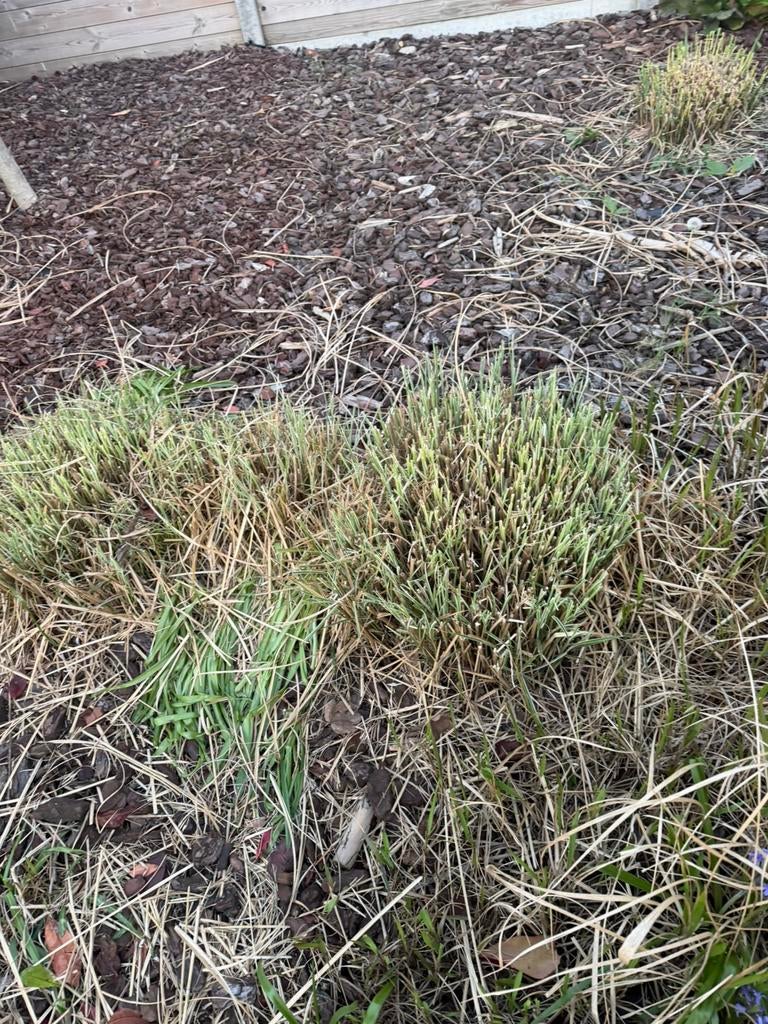 Gratis siergrassen met pluimen, Tuin en Terras, Ophalen, Vaste plant, Siergrassen