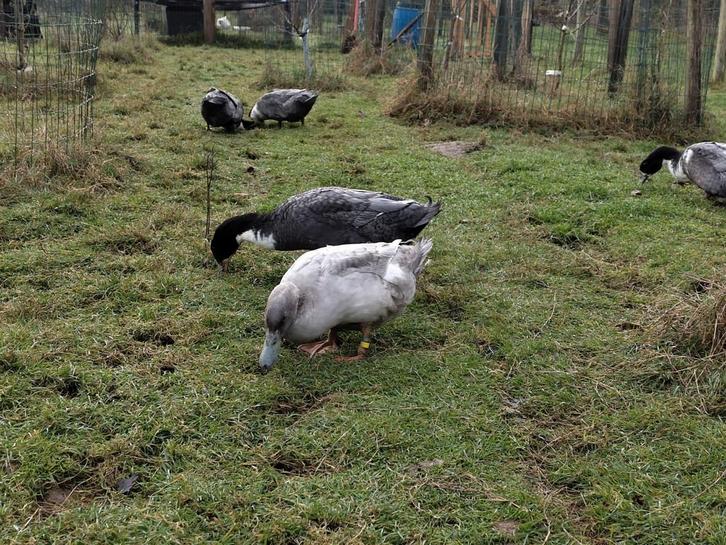 Koppels eenden, Animaux & Accessoires, Volatiles, Canard, Plusieurs animaux