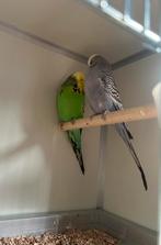 Koppel Engelse grasparkieten, Dieren en Toebehoren, Vogels | Parkieten en Papegaaien, Geringd