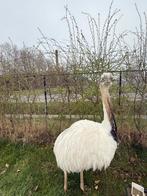 Nandoe haan 1,5 jaar oud, Mâle, Autres espèces