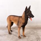 Belgian Malinois beeld – Mechelse Herder Lengte 97 cm, Ophalen, Nieuw