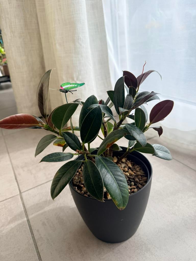 Ficus elastica “ Nairobi”, Huis en Inrichting, Kamerplanten, Ophalen of Verzenden, Ficus