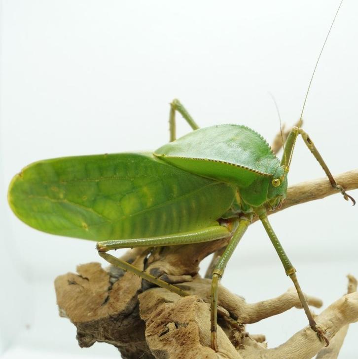 Siliquofera grandis – volwassen en nymfen, Dieren en Toebehoren, Reptielen en Amfibieën, Overige soorten, 0 tot 2 jaar