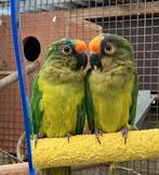 Koppel goudvoorhoofdparkieten (Aratinga aurea) van 2023., Meerdere dieren, Parkiet, Geringd