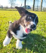Welsh Corgi Cardigan pup / Corgi pup, Parvo, België, Overige rassen, 8 tot 15 weken