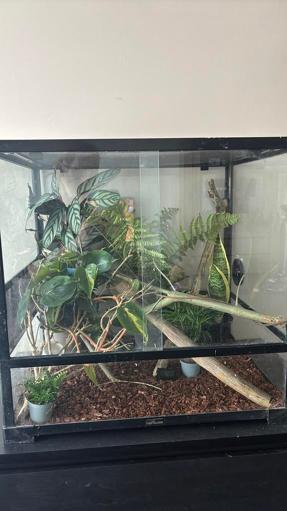 Terrarium met wimper gekko, Animaux & Accessoires, Enlèvement, Comme neuf