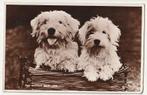 Two little warriors - witte hondjes, Verzenden, Gelopen, Hond of Kat
