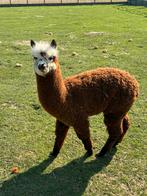 Alpaca merrie, Août, Femelle