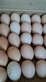 Broedeieren brahma lemon pyle raszuiver, Poule ou poulet