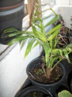 Chameadorea elegans of Mexicaanse Dwergpalm, Enlèvement, Autres espèces, Moins de 100 cm