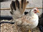 serama hennetje, Dieren en Toebehoren, Pluimvee, Vrouwelijk, Kip