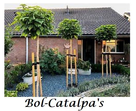 BOL-CATALPA NANA (TROMPETBOOM) 40€/St. EN VEEL ANDERE BOMEN, Tuin en Terras, Planten | Tuinplanten, Vaste plant, Overige soorten