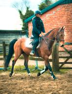 5j zangersheide normale prijs, Dieren en Toebehoren, Paarden, Springpaard, Ruin, Zadelmak, Gechipt