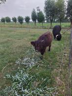 Hooglander vaarsje, Dieren en Toebehoren, Runderen, Vrouwelijk, 0 tot 2 jaar