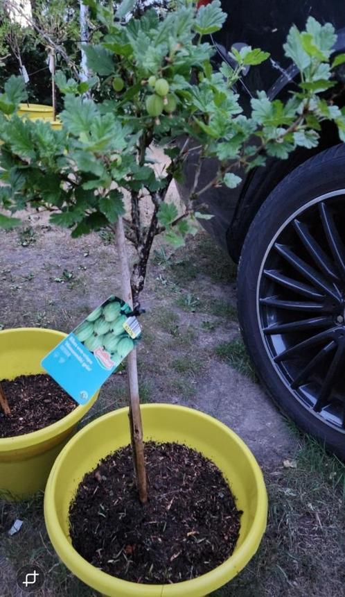 🖤🖤🖤   KRUISBESSEN, Tuin en Terras, Planten | Fruitbomen, Overige soorten, Volle zon, Zomer, In pot, Ophalen