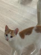 kat, Kater, 0 tot 2 jaar
