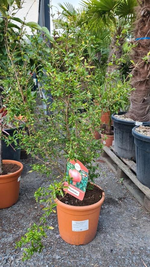 Granaatappelstruik - Punica Grabatum, Tuin en Terras, Planten | Fruitbomen, Ophalen