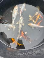 Koi, Dieren en Toebehoren, Vissen | Vijvervissen, Karper of Koi
