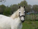 Lieve 12 jarige epony merrie, Dieren en Toebehoren, B, Dressuurpony, 11 jaar of ouder, Merrie