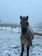 Lieve konik pony, Dieren en Toebehoren, Ruin, Gechipt, 3 tot 6 jaar, C pony (1.27m tot 1.37m)