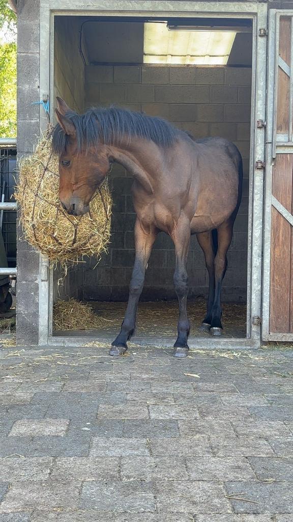 Zeer brave 2 jarige hengst, Dieren en Toebehoren, Paarden, Hengst, M