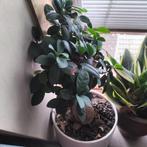 Bonsai, Halfschaduw, Overige soorten, 250 tot 400 cm, Ophalen