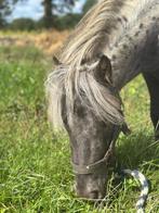 Ter dekking, Dieren en Toebehoren, Hengst