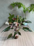 Philodendron pink princess, Huis en Inrichting, Kamerplanten, Overige soorten, Minder dan 100 cm, Halfschaduw, In pot