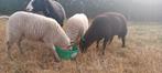 ooi en ram lammeren, Dieren en Toebehoren, Schapen, Geiten en Varkens