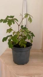 Hangplant voor binnen 35 cm hoog, Ophalen