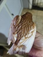 Phaeo kanarie pop, Dieren en Toebehoren, Vogels | Kanaries, Vrouwelijk, Kleurkanarie