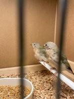Deux jeunes gouldanadines de fin 2025 à vendre, Plusieurs animaux, Oiseau chanteur sauvage, Domestique