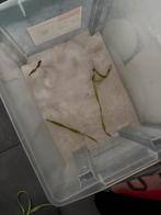 25kg wit aquarium zand gratis af te halen., Dieren en Toebehoren, Ophalen, Zo goed als nieuw, Grind, Zand of Voedingsbodem