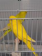 Verschillende kleuren jonge kweekrijpe grasparkietjes, Dieren en Toebehoren, Meerdere dieren, Parkiet, Geringd