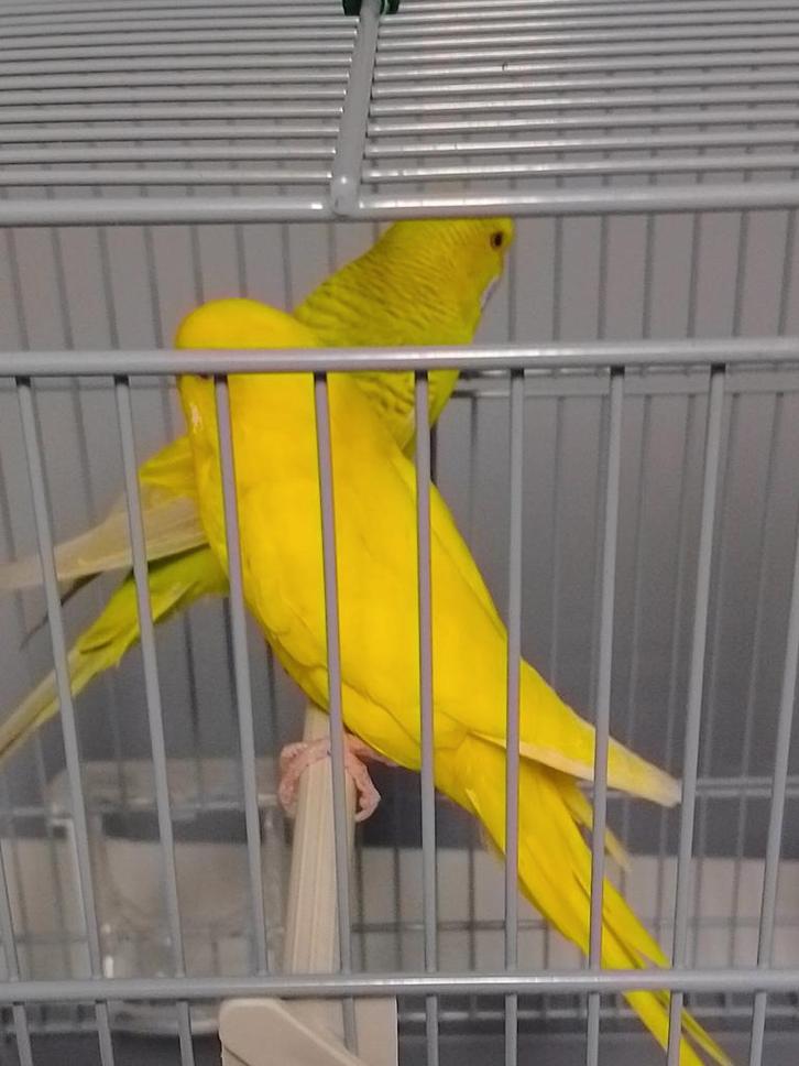 Différentes couleurs de jeunes perruches prêtes à grandir, Animaux & Accessoires, Oiseaux | Perruches & Perroquets, Perruche, Plusieurs animaux