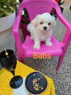 Maltezer kruising: Maltipoms, Parvovirose, Bichon maltais, 8 à 15 semaines, Plusieurs