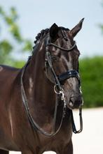 Talentvolle 9 jarige dressuuerrie, Dieren en Toebehoren, Paarden, Merrie, Z, Gechipt, Dressuurpaard