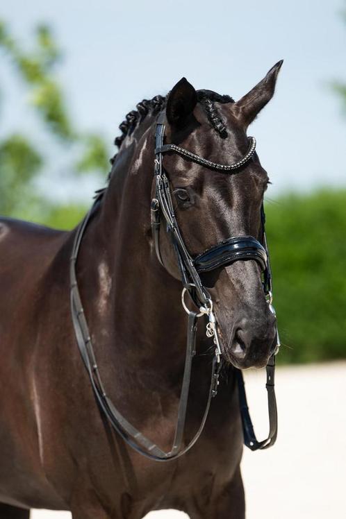 Talentvolle 9 jarige dressuuerrie, Dieren en Toebehoren, Paarden, Merrie, Z, 165 tot 170 cm, 7 tot 10 jaar, Dressuurpaard, Met stamboom