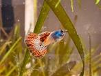 Metal Red Lace Snakeskin guppen, Dieren en Toebehoren, Vissen | Aquariumvissen, Vis, Zoetwatervis, Schoolvis