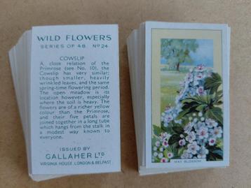 Wild Flowers complete set 48 chromos bloemen 1939 Gallaher beschikbaar voor biedingen