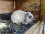 Onwijs lieve nhd ram, 1,5jr oud, Dieren en Toebehoren, Konijnen, Mannelijk, Dwerg, Hangoor, 0 tot 2 jaar