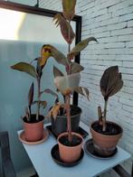 canna te koop 8 euro de pot kleur van de bloem vurig rood., Tuin en Terras, Ophalen