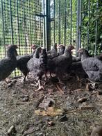 mechelse koekoek hennen, Dieren en Toebehoren, Pluimvee