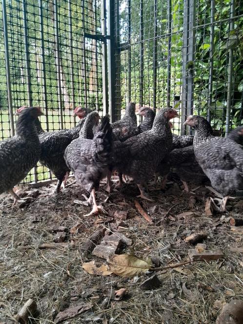 mechelse koekoek hennen, Dieren en Toebehoren, Pluimvee